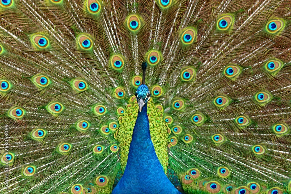 Fototapeta premium Blauer Pfau (Pavo cristatus) 