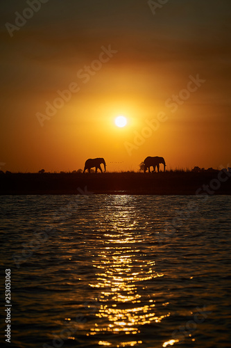 Elephants in Chobe River