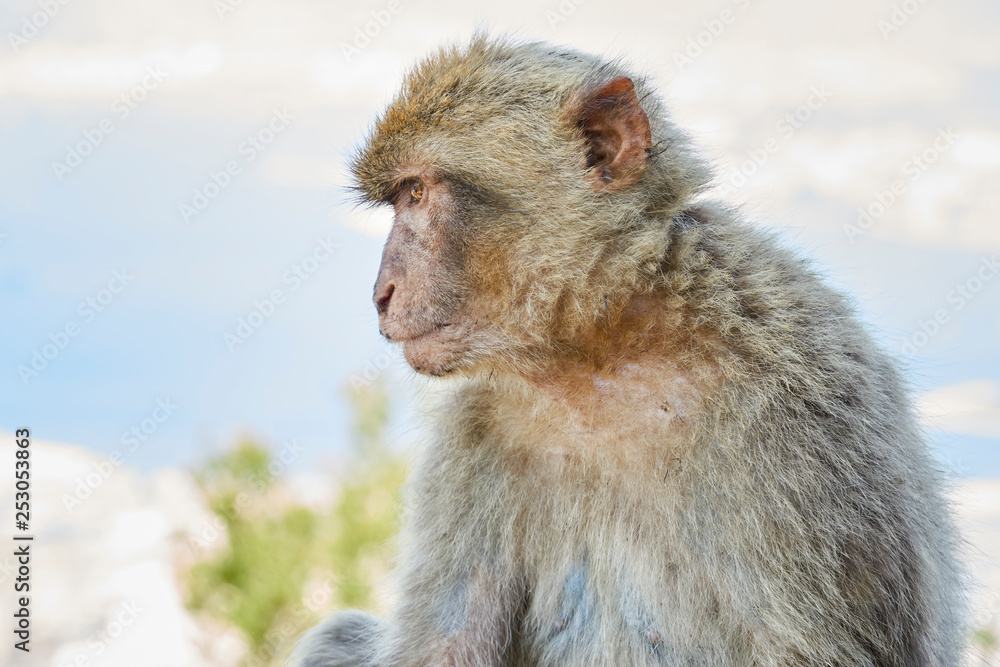 Fototapeta premium Macaques in the Rock of Gibraltar(Macaca sylvanus). British Territory. United Kingdom