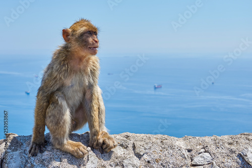 Macaques in the Rock of Gibraltar Macaca sylvanus . British Territory. United Kingdom
