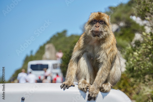 Macaques in the Rock of Gibraltar(Macaca sylvanus). British Territory. United Kingdom