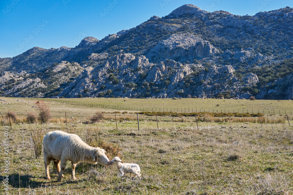 Fototapeta premium Merina sheep of Grazalema with newborn calf, Cadiz. Spain
