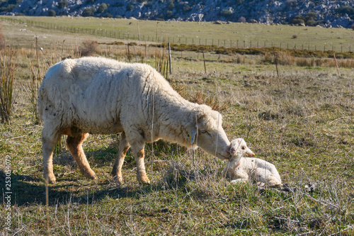 Obraz na plátně Merina sheep of Grazalema with newborn calf, Cadiz. Spain