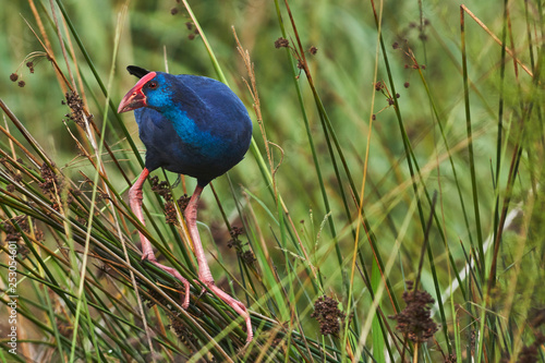 purple swamphen (Porphyrio porphyrio). Granada, Spain photo