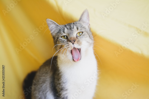 Cat open mouth