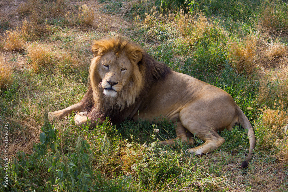 lion lying on the grass and looking into the lens lion lying on the grass and looking into the lens