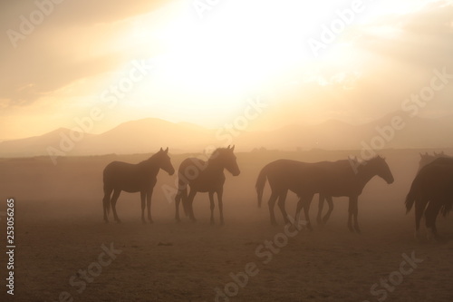 wild horses and cowboys.kayseri turkey