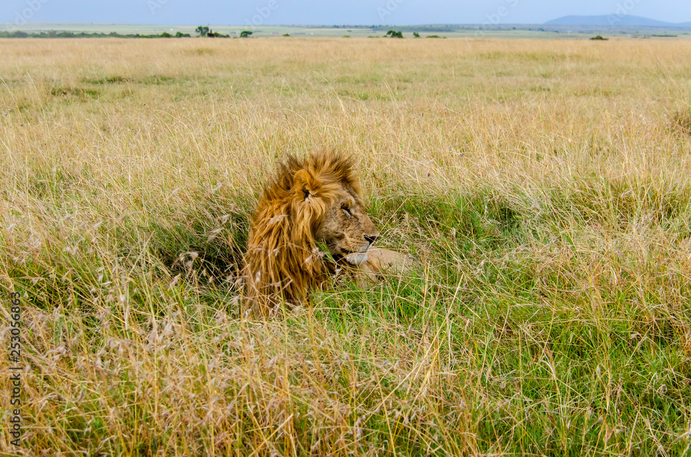 Fototapeta premium A male lion sitting relaxedly in the plains of Africa inside Masai Mara National Park during a wildlife safari