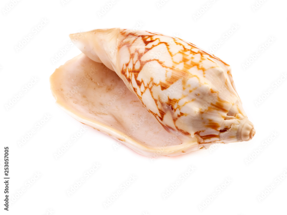 sea shell isolated on white background