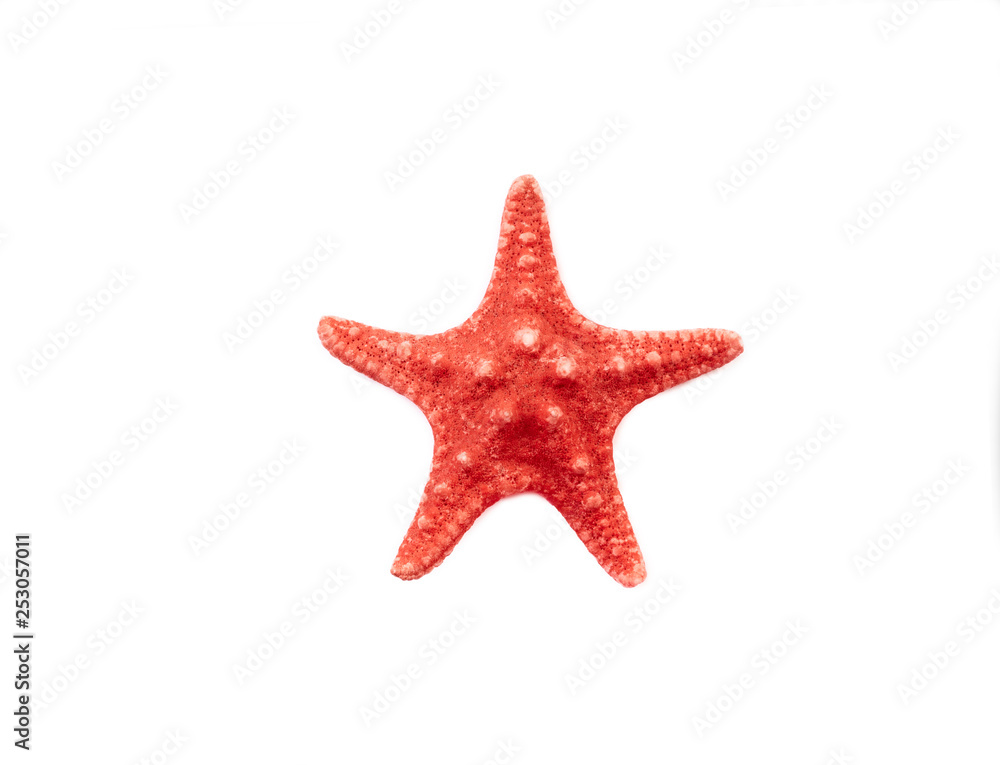 red starfish isolated on white background red starfish isolated on white background