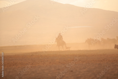 wild horses and cowboys.kayseri turkey