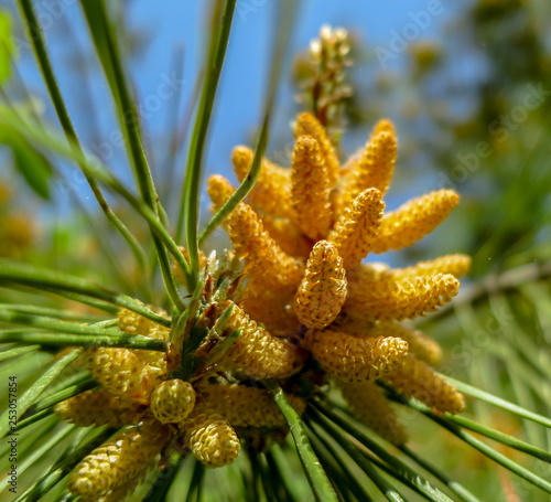 Soft macro focus of yellow cluster pollen-bearing male cones (microstrobiles) at the tip of Pitsunda pine (Pinus brutia pityusa) branch. Theme of spring and the awakening of nature. photo