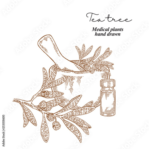 Tea tree flowers and leaves. Medical plants set. Vector illustration hand drawn.