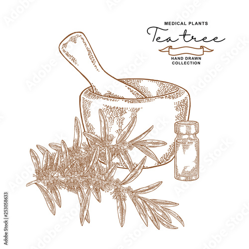 Tea tree flowers and leaves. Medical plants set. Vector illustration hand drawn.