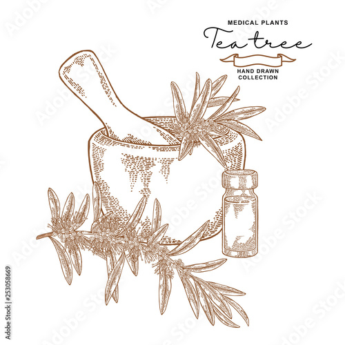 Tea tree flowers and leaves. Melaleuca essential oil. Medical planrs set. Vector illustration hand drawn.