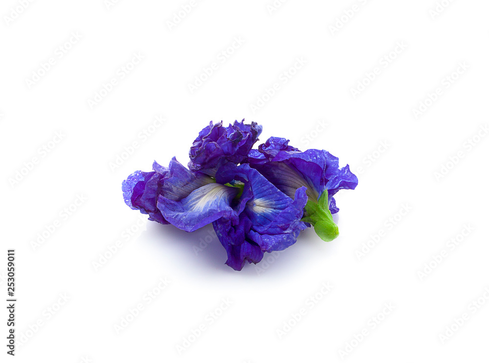 Obraz premium Fresh Butterfly pea, Pea flowers isolated on white background