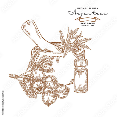 Argan tree essential oil. Medical plants set. Vector illustration hand drawn.