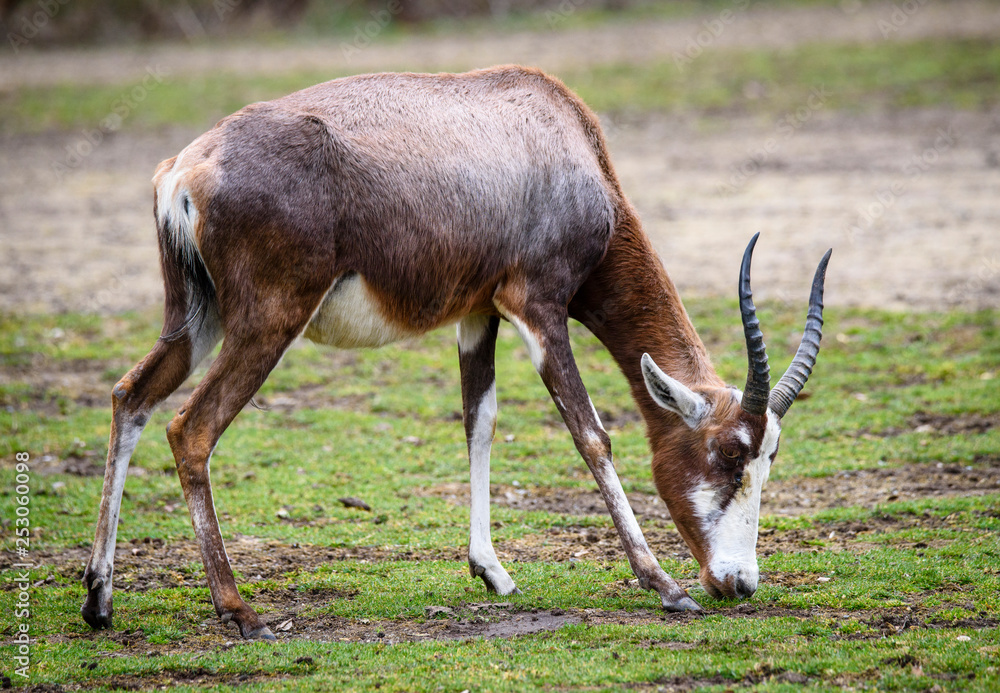 A blesbok antelope (Damaliscus pygargus) standing in grass A blesbok antelope (Damaliscus pygargus) standing in grass