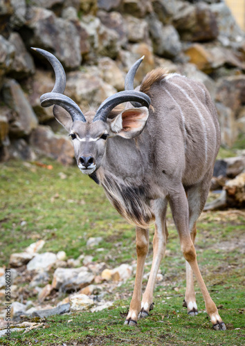 A blesbok antelope  Damaliscus pygargus  standing in grass