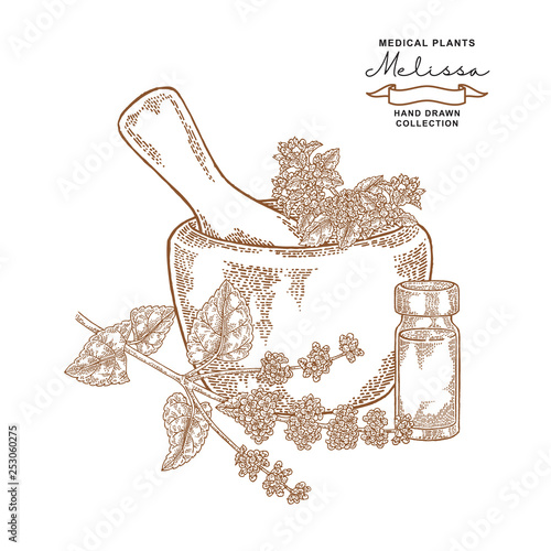 Melissa officinalis flowers and leaves. Medical plants set. Vector illustration hand drawn.