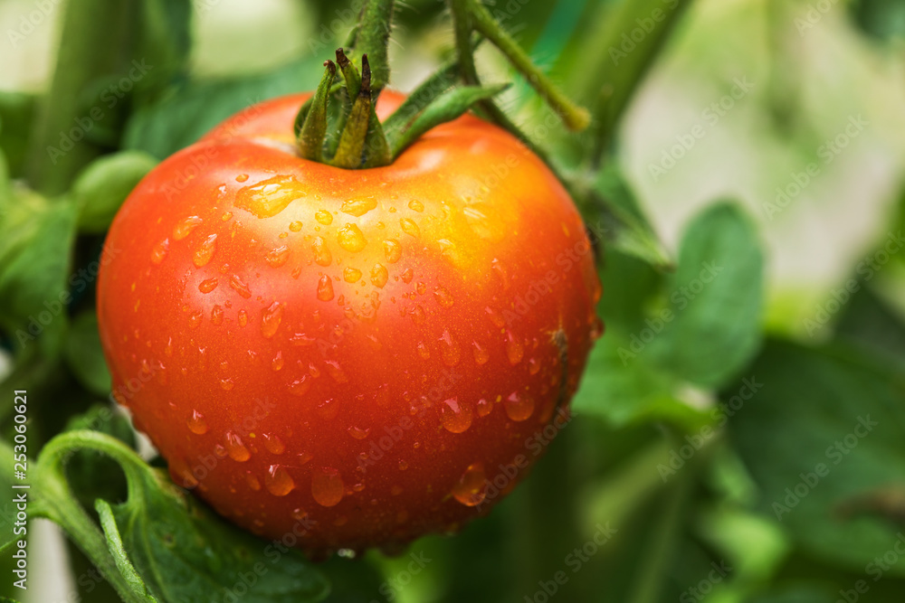 ripe natural tomatoes in water drops
