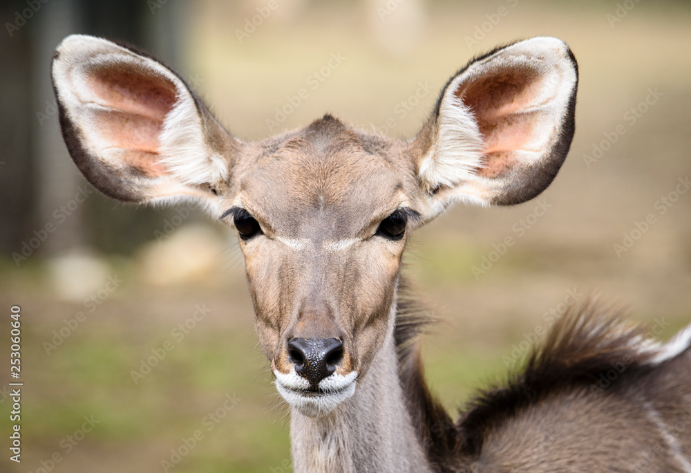 A blesbok antelope (Damaliscus pygargus) standing in grass A blesbok antelope (Damaliscus pygargus) standing in grass