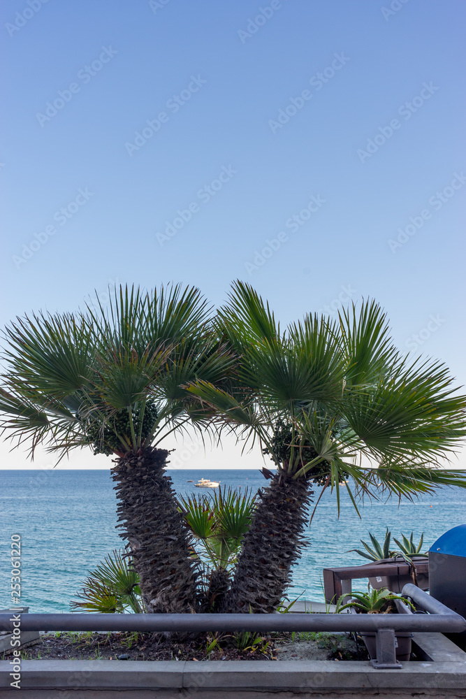 Italy, Cinque Terre, Monterosso, a palm tree in front of a fence