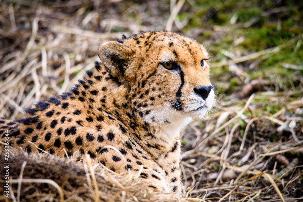 Cheetah in ZOO in Pilsen, Czech Republic Cheetah in ZOO in Pilsen, Czech Republic