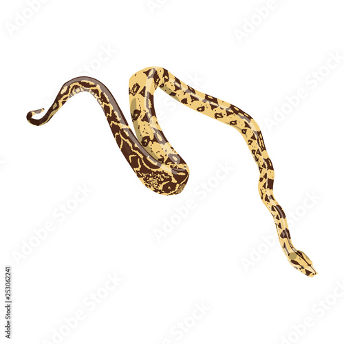 python isolated on white background