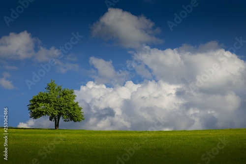 Single tree on a meadow and blue sky .savsat/artvin/turkey