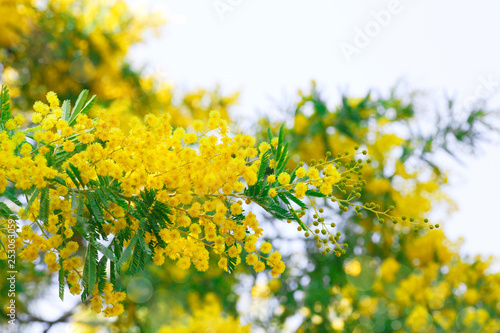blooming acacia tree in spring sunny day