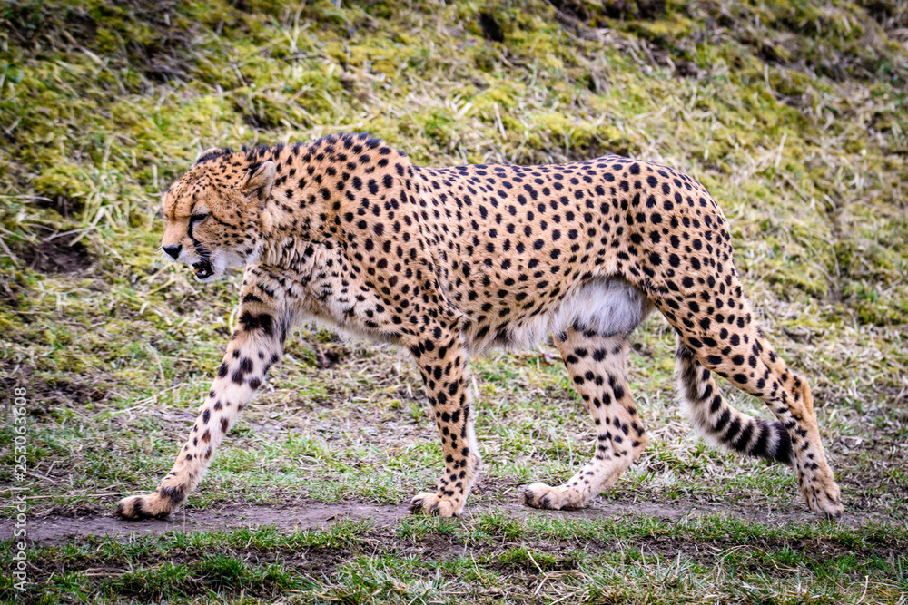 Cheetah in ZOO in Pilsen, Czech Republic Cheetah in ZOO in Pilsen, Czech Republic