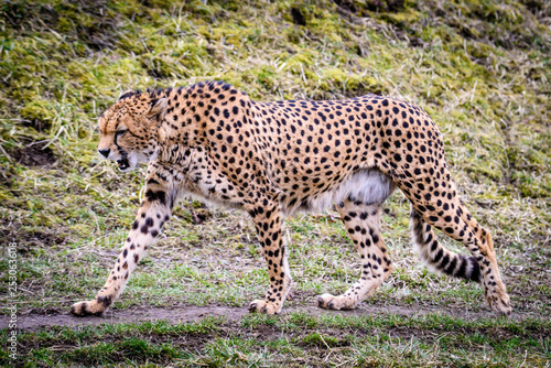 Cheetah in ZOO in Pilsen  Czech Republic