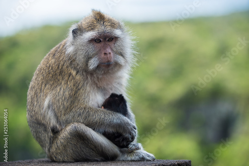 Portrait of monkey in the wild