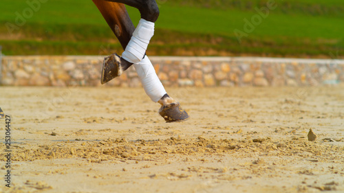 Cuadro en lienzo CLOSE UP: Cool shot of brown horses bandaged legs as it canters past the camera