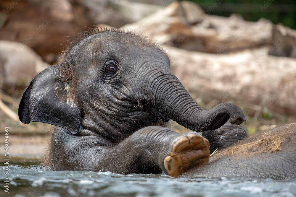 Young Indian Elephant on back on mother in the water