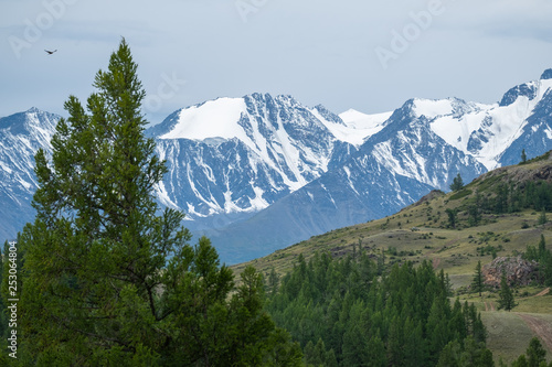 Snow covered mountains Northern Chuysky Range and pine trees. Altai, Russia