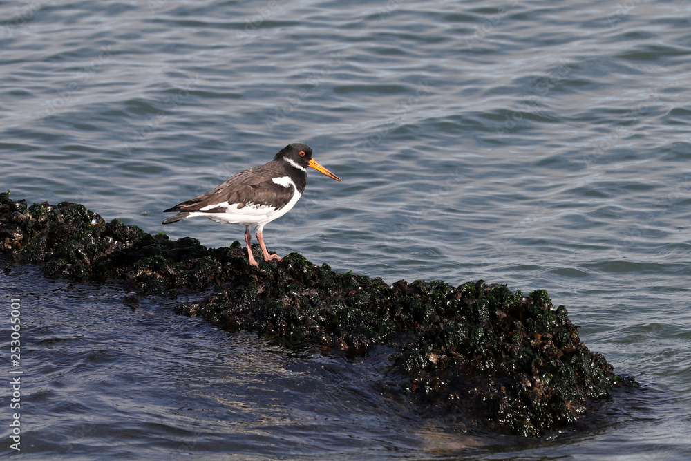 Eurasian oystercatcher bird on sea shore, close up Eurasian oystercatcher bird on sea shore, close up