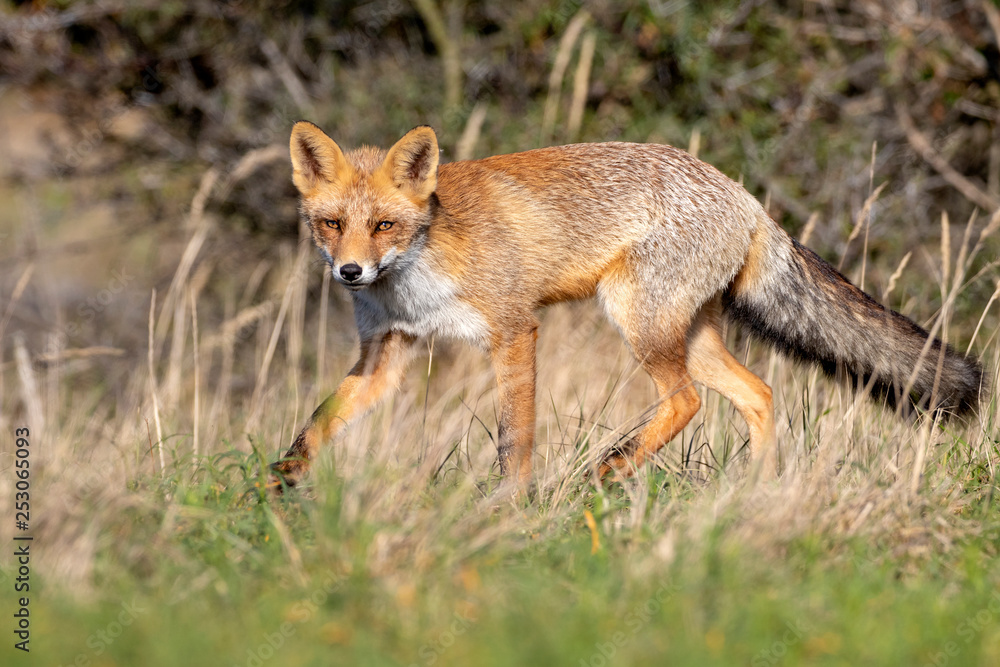 Cute red fox in natural habitat Cute red fox in natural habitat