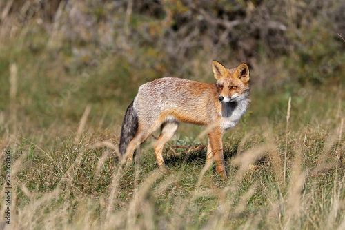 Cute red fox in natural habitat