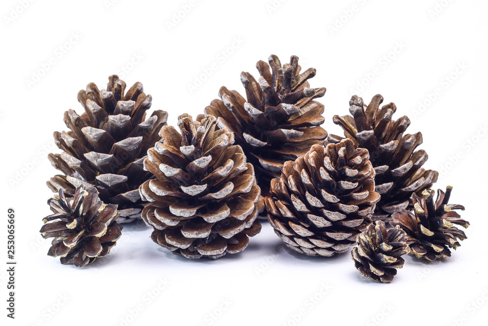 Big and small different form fir cones. Big and small different form fir cones.