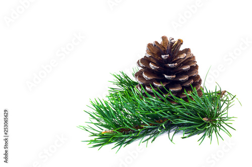 Fir cone and spruce branch isolated on white background.