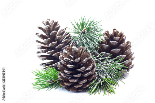 Snowy spruce branch with fir cones isolated on white background.