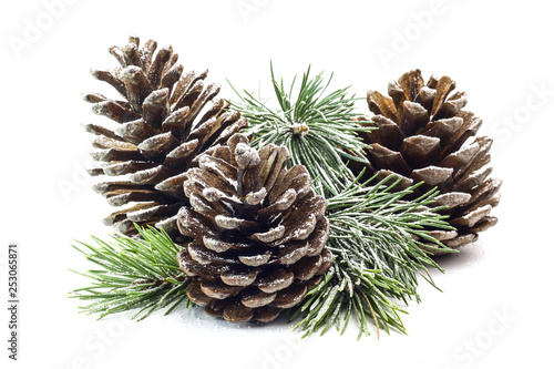Snowy spruce branch with fir cones isolated on white background.