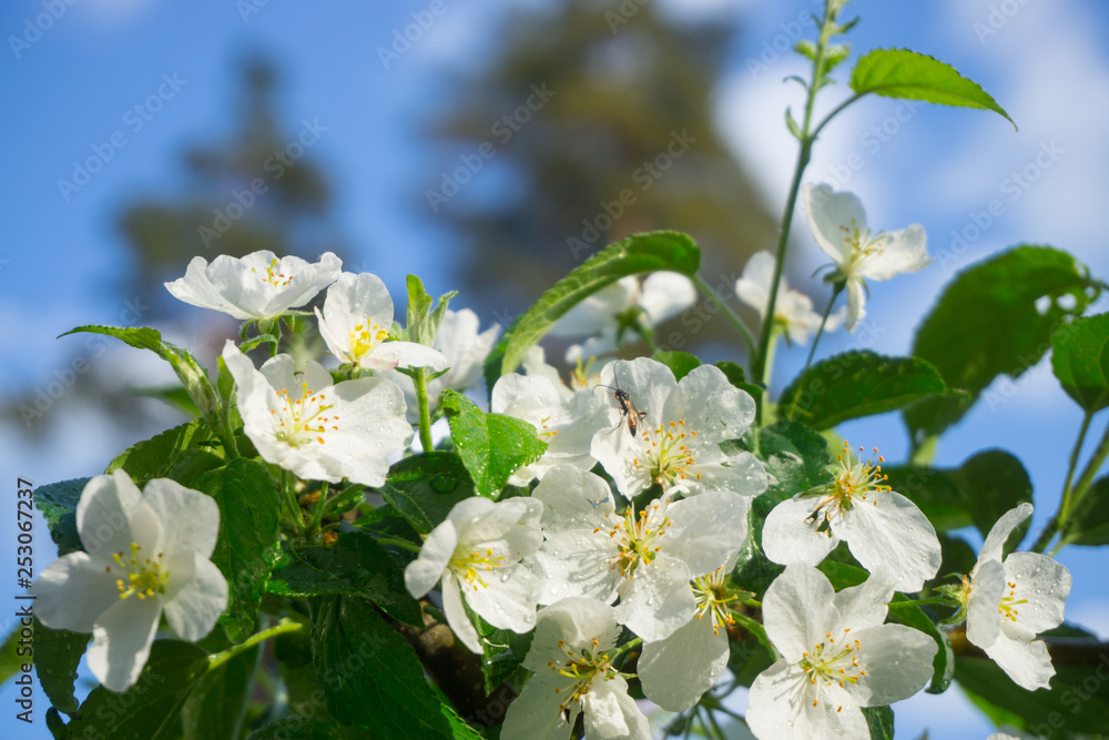 Apple tree with beautiful white flowers in late spring