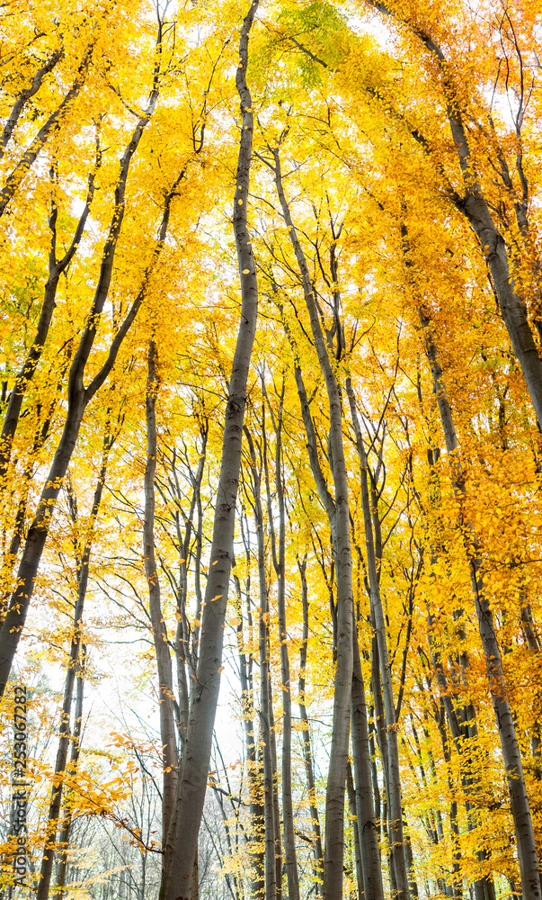 Yellow trees against the sky Yellow trees against the sky