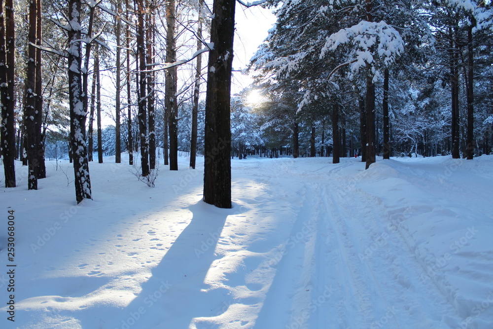 Obraz premium Sunny winter