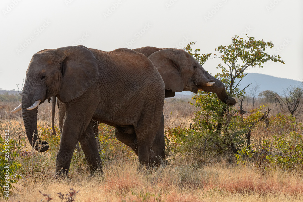 Elefanten beim Fressen