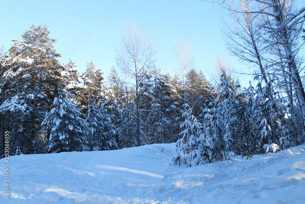 Sunny winter Sunny winter