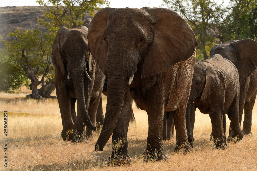 Fototapeta premium Elfanten Herd mit jungtier